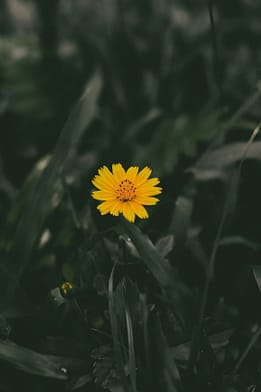 a single yellow flower sitting in the grass