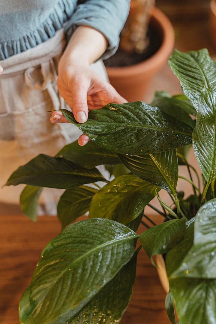 a person touching a leaf